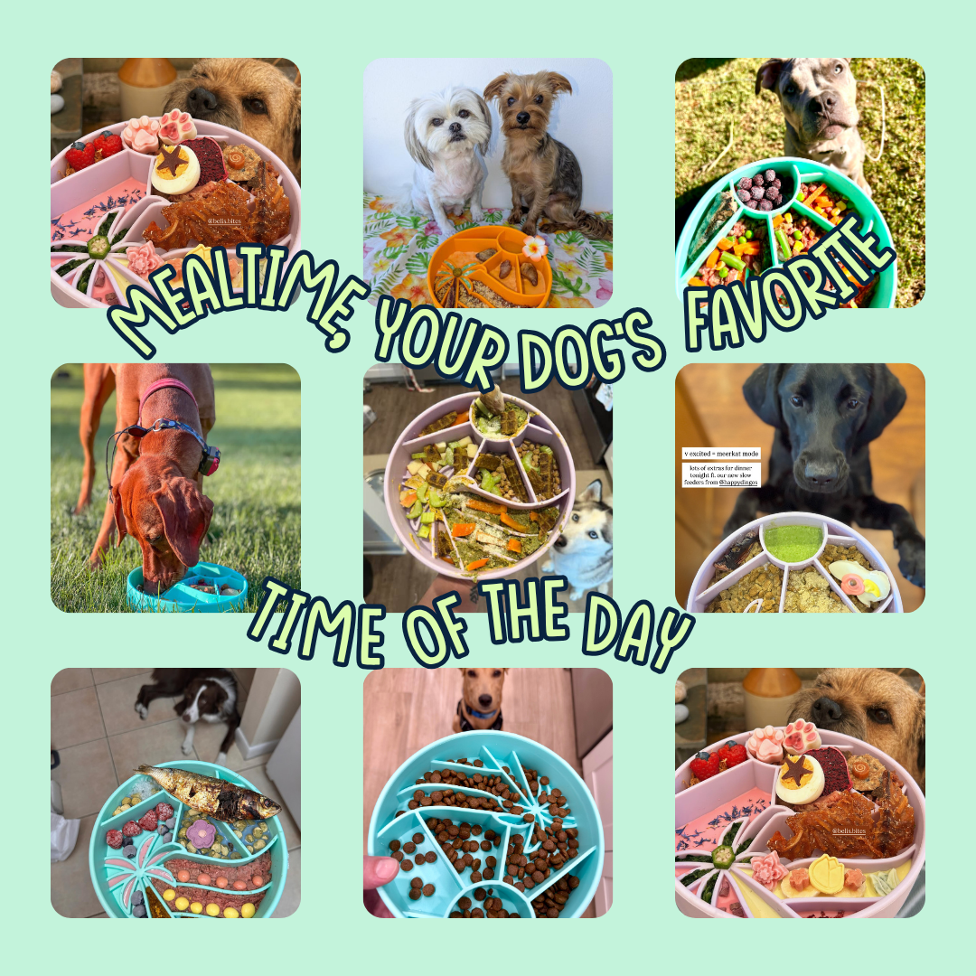Loco Coco Interactive Slow Feeder Bowl