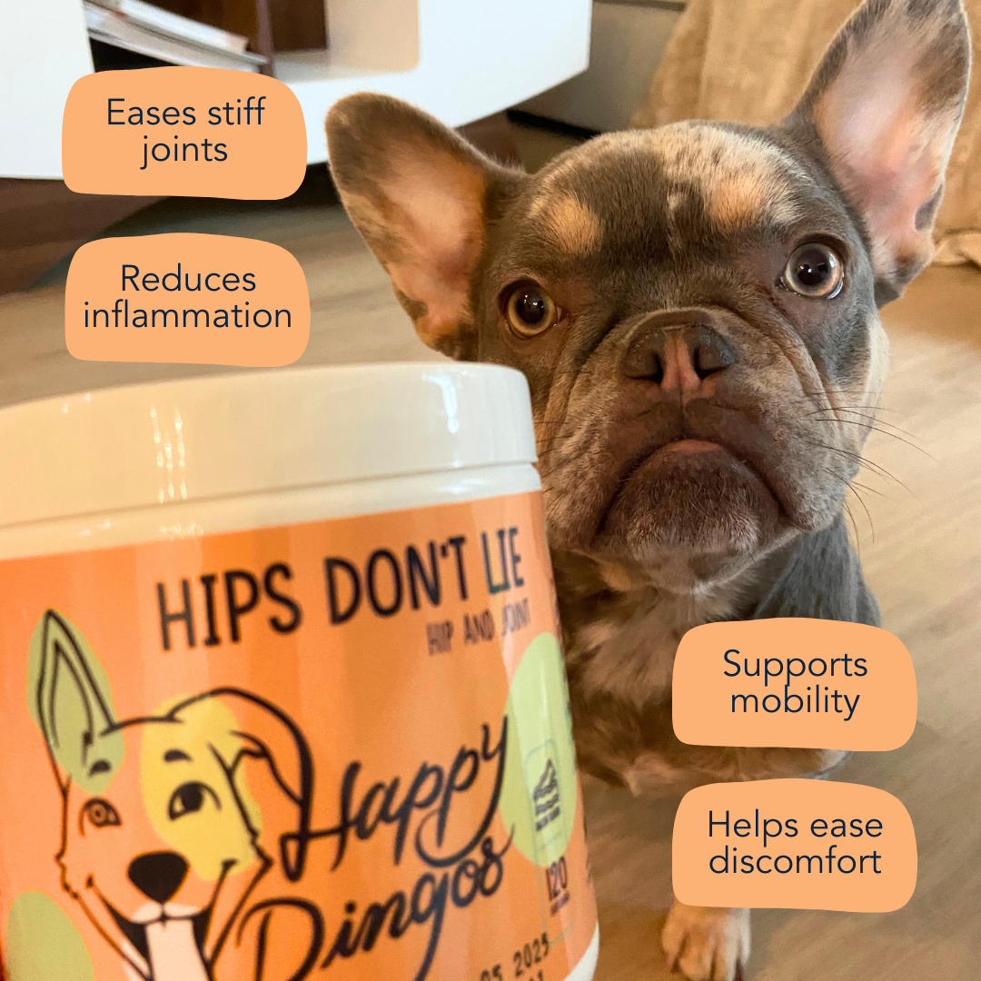 Happy Dingos Starter Pack