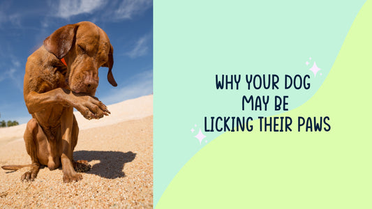 Picture of a dog licking their paws